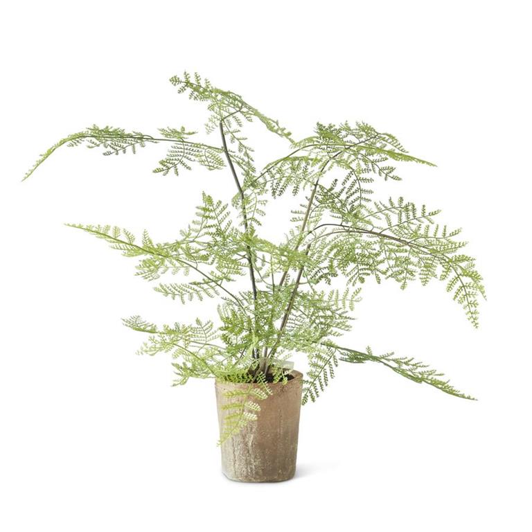 Potted Fern