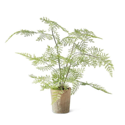 Potted Fern