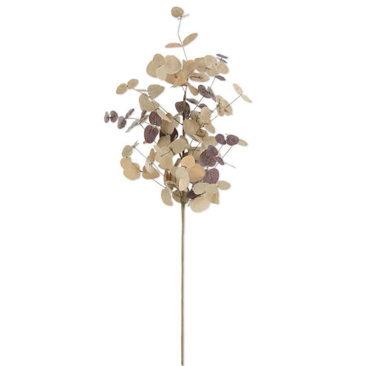 Two Tone Eucalyptus Stem